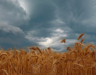 На Чернігівщині дощі затримують жнива Grain Alliance